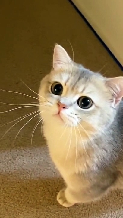 Cute cat videos |#3   | Cat Videos |Funny videos |Baby Cat | #cats  #catvideos