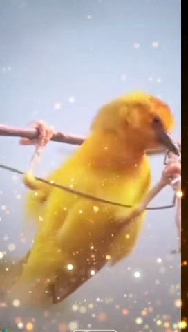 Funny   Birds/Funny Birds Video/Funny Birds Compilation