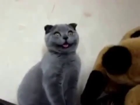Cat Makes Goofy Faces funny cat funny cats videos funny cats