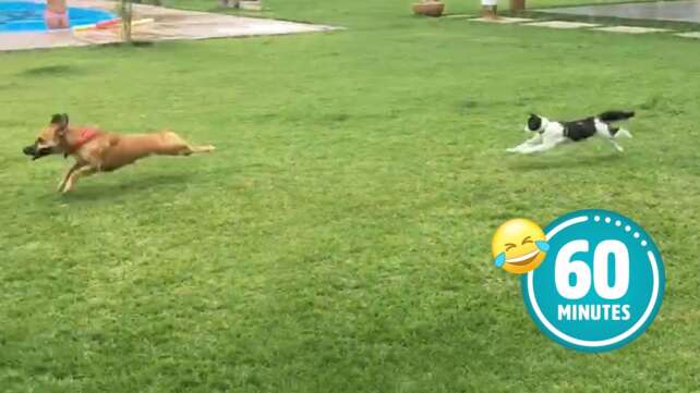 Hilarious Cat CHASES Dog ð¯ | FUNNIEST Animals and Pets