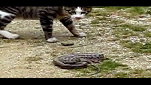 funny cats animals cat vs snake funny videos 2017 funny cat videos