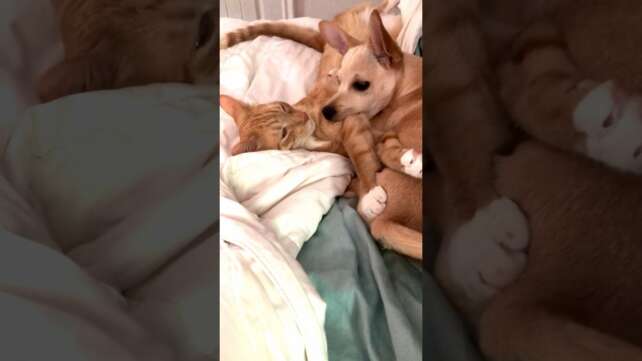 My ginger cat and Chihuahua are best friends! #cats #dogs #catvideos #funnycatvideos #kitty #puppy