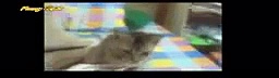 Funny Cats Compilation Funny Cat Videos Ever Funny Videos Funny Animal Videos