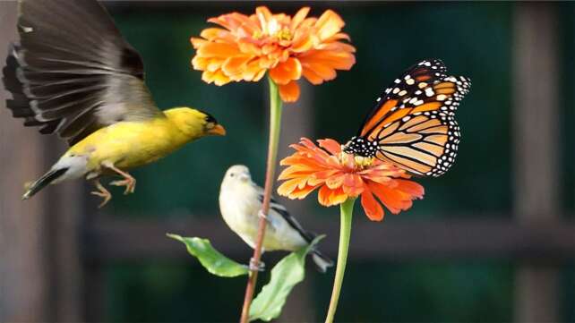 Relaxation TV for Cats and People: Birds, Butterflies, and Flowers in Beautiful Summer Garden
