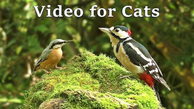 Videos for Cats to Watch with Their People - Birds of The UK